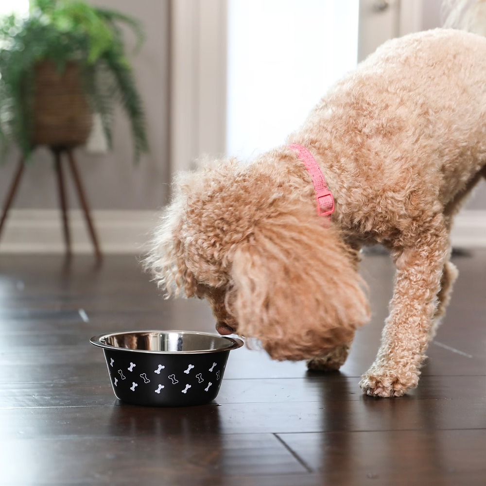 Stainless Steel Dog Bowl with  - Pet Supplies Dog Food บทวิจารณ์และราคา
